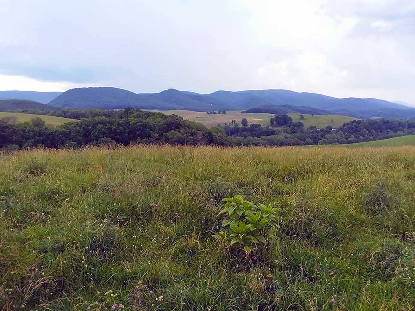 Veterinary Resources Iron Mountain Horse Camp